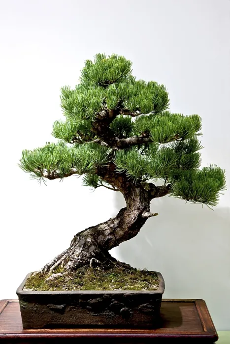 Framed Print : Bonsai Tree Print Framed Print : Bonsai Tree Print