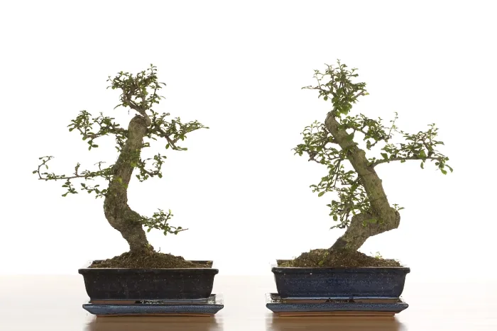 Framed Print : Bonsai Tree Print - Miniature Artistry Framed Print : Bonsai Tree Print - Miniature Artistry