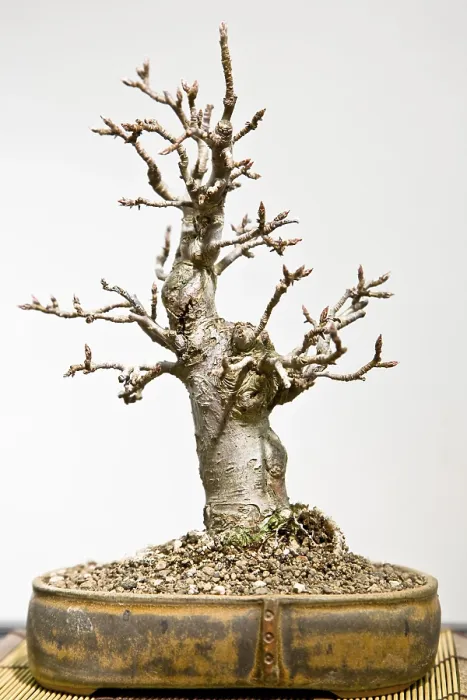 Framed Print : Bonsai Tree Print