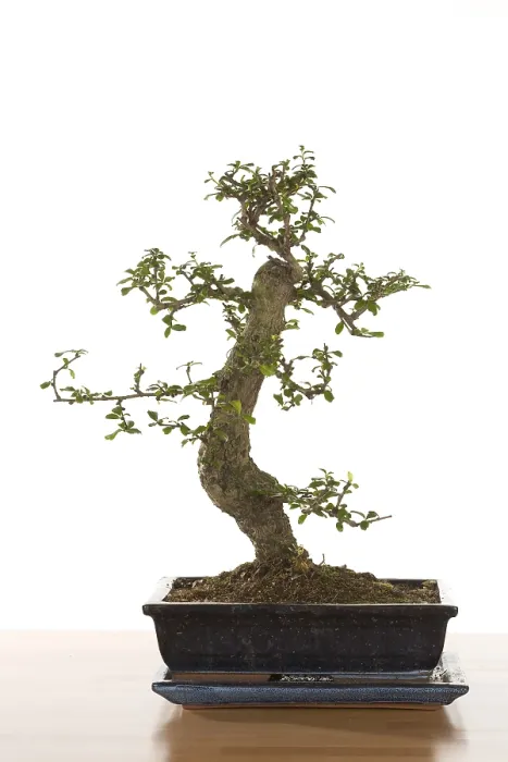 Framed Print : Bonsai Tree Print - Serene Nature Scene Framed Print : Bonsai Tree Print - Serene Nature Scene