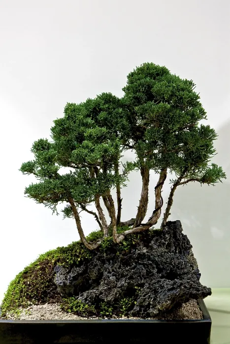 Framed Print : Bonsai Tree Print Framed Print : Bonsai Tree Print