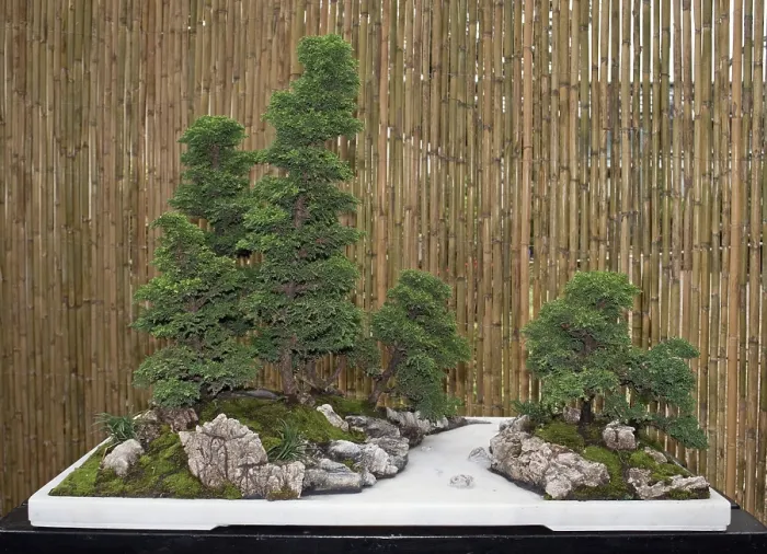 Framed Print : Bonsai Tree Print from ImageBROKER Framed Print : Bonsai Tree Print from ImageBROKER