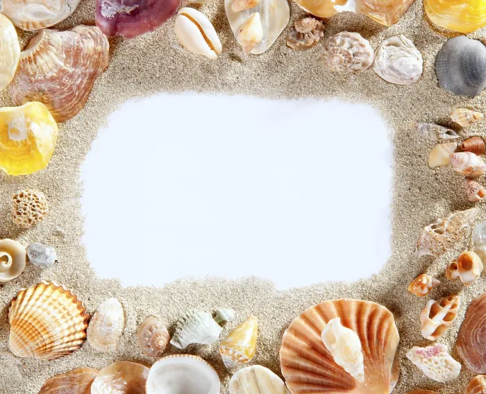 Framed Print : Summer Beach Shell Print with Copy Space Framed Print : Summer Beach Shell Print with Copy Space