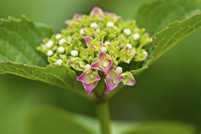Framed Print : Botany Print: Farmer's Hydrangea (Hydrangea macrophylla) Framed Print : Botany Print: Farmer's Hydrangea (Hydrangea macrophylla)