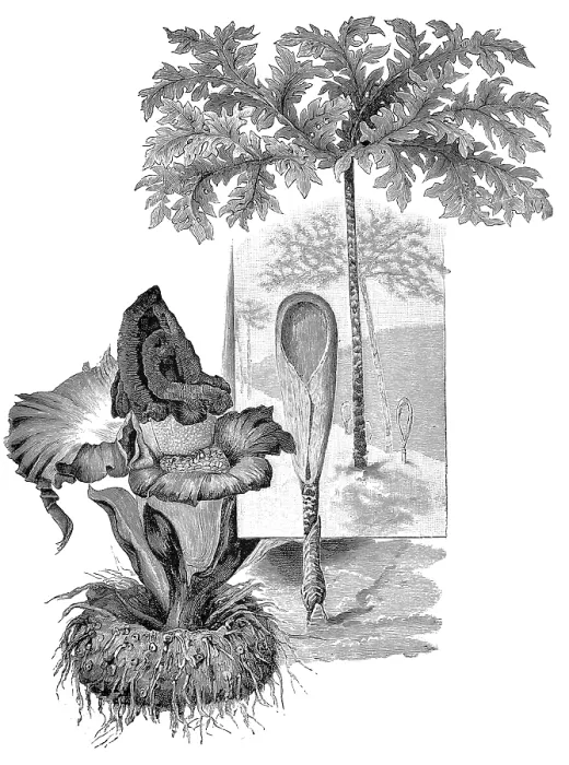 Framed Print : Botany Print: Amorphophallus Titanum Framed Print : Botany Print: Amorphophallus Titanum
