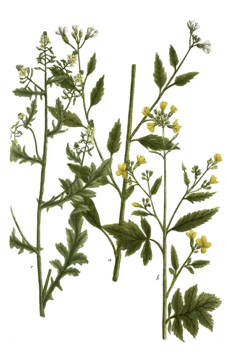Framed Print : Botany Print, Mustard Plant Variations Framed Print : Botany Print, Mustard Plant Variations