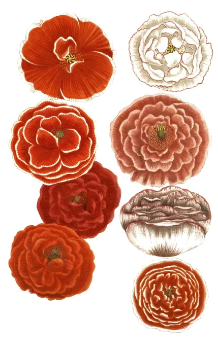 Framed Print : Print of Papaver erraticum and Papaver rhoeas Variations