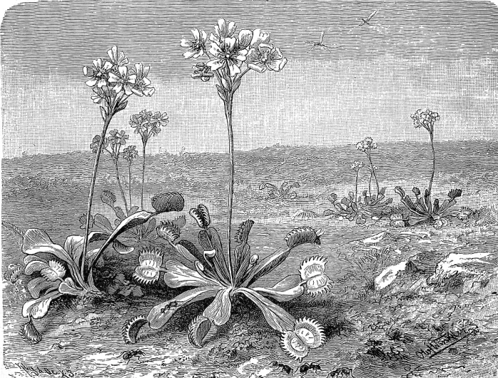 Framed Print : Venus Flytrap Print, 19th Century Botanical Illustration Framed Print : Venus Flytrap Print, 19th Century Botanical Illustration
