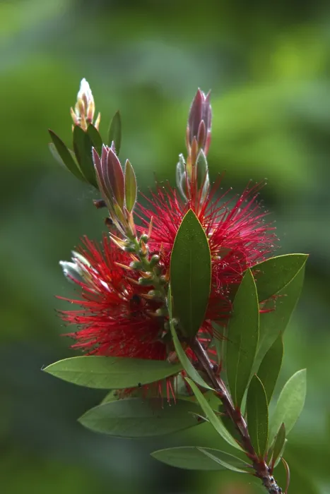 Framed Print : Bottlebrush Print by ImageBROKER Framed Print : Bottlebrush Print by ImageBROKER