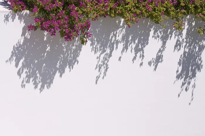 Framed Print : Bougainvilleas Casting a Dramatic Shadow Print Framed Print : Bougainvilleas Casting a Dramatic Shadow Print