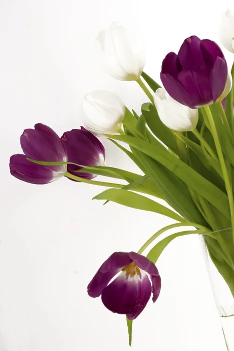 Framed Print : Bouquet of Tulips Print Framed Print : Bouquet of Tulips Print