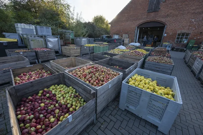 Framed Print : Boxes of Fruit Delivered to a German Cidery Print Framed Print : Boxes of Fruit Delivered to a German Cidery Print