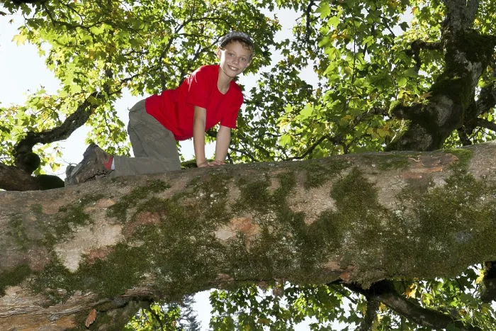 Framed Print : Boy Climbing a Deciduous Tree Print Framed Print : Boy Climbing a Deciduous Tree Print