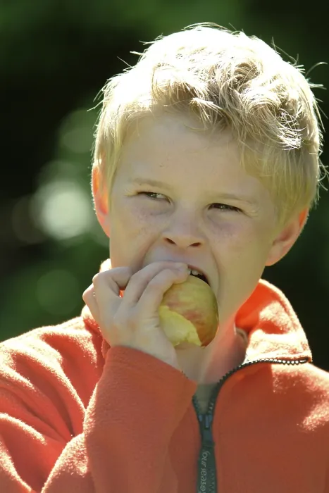 Framed Print : Boy is Eating an Apple Print Framed Print : Boy is Eating an Apple Print