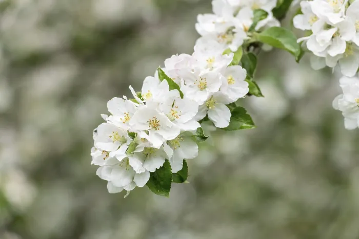 Framed Print : Branch of a Blossoming Apple Tree Print, Germany Framed Print : Branch of a Blossoming Apple Tree Print, Germany