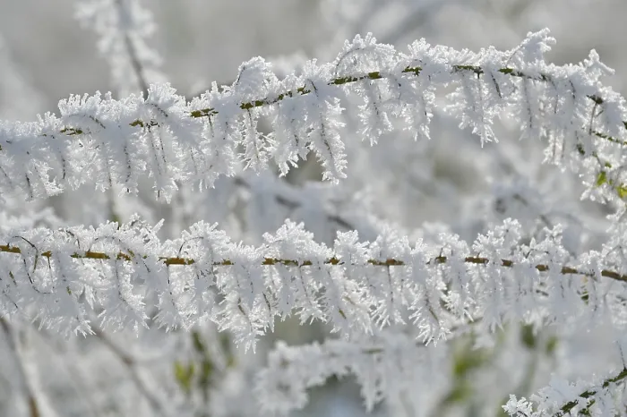 Framed Print : Branch with Hoarfrost Print Framed Print : Branch with Hoarfrost Print