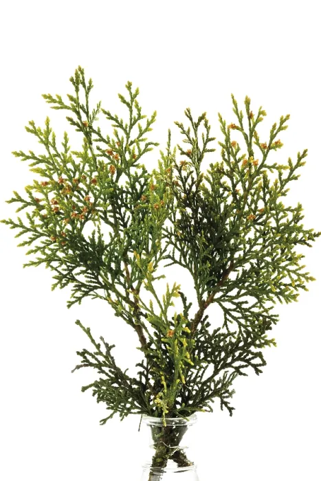 Framed Print : Thuja Tree Branch Print Framed Print : Thuja Tree Branch Print