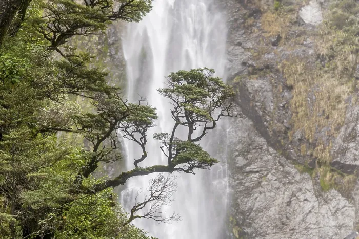 Framed Print : Devils Punchbowl Falls Tree Branch Print, New Zealand Framed Print : Devils Punchbowl Falls Tree Branch Print, New Zealand