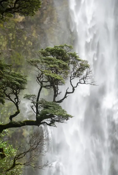 Framed Print : Devils Punchbowl Falls Tree Branch Print, New Zealand Framed Print : Devils Punchbowl Falls Tree Branch Print, New Zealand