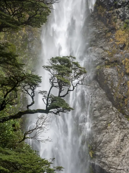 Framed Print : Devils Punchbowl Falls Tree Branch Print, New Zealand Framed Print : Devils Punchbowl Falls Tree Branch Print, New Zealand
