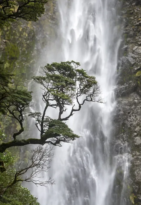 Framed Print : Devils Punchbowl Falls Tree Branch Print, New Zealand Framed Print : Devils Punchbowl Falls Tree Branch Print, New Zealand