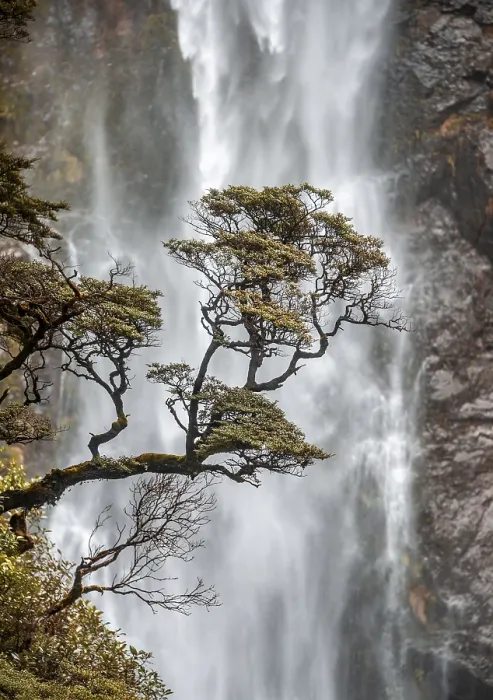 Framed Print : Devils Punchbowl Falls Tree Branch Print, New Zealand Framed Print : Devils Punchbowl Falls Tree Branch Print, New Zealand