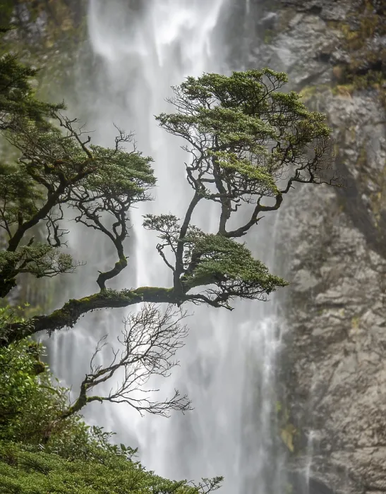 Framed Print : Devils Punchbowl Falls Tree Branch Print, New Zealand Framed Print : Devils Punchbowl Falls Tree Branch Print, New Zealand