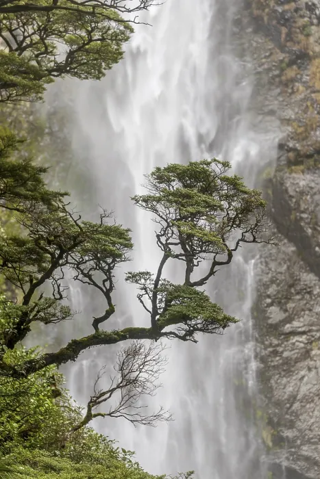 Framed Print : Devils Punchbowl Falls Tree Branch Print Framed Print : Devils Punchbowl Falls Tree Branch Print