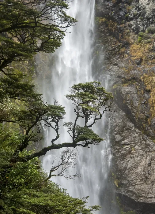 Framed Print : Devils Punchbowl Falls Tree Branch Print, New Zealand Framed Print : Devils Punchbowl Falls Tree Branch Print, New Zealand