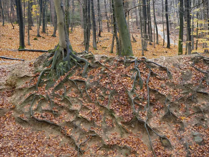 Framed Print : Branched Beech Roots Dig into the Soil Print Framed Print : Branched Beech Roots Dig into the Soil Print