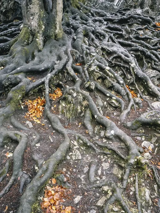 Framed Print : Branched Beech Roots Dig into the Soil Print Framed Print : Branched Beech Roots Dig into the Soil Print