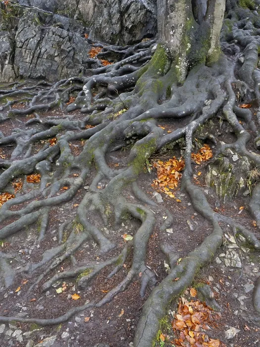 Framed Print : Branched Beech Roots Dig into the Soil Print Framed Print : Branched Beech Roots Dig into the Soil Print