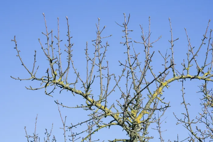 Framed Print : Apple Tree Branches Print, Baden-Wurttemberg, Germany Framed Print : Apple Tree Branches Print, Baden-Wurttemberg, Germany