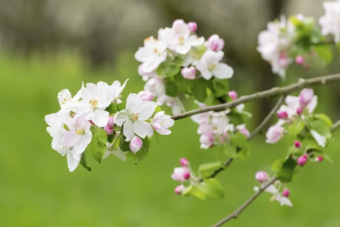 Framed Print : Print of Blossoming Apple Tree Branches in German Meadow Framed Print : Print of Blossoming Apple Tree Branches in German Meadow