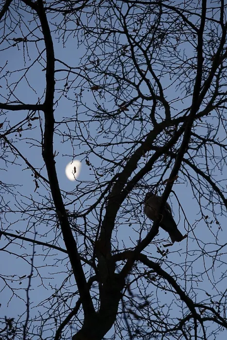 Framed Print : Late Autumn Branches with Moon Print, Germany Framed Print : Late Autumn Branches with Moon Print, Germany