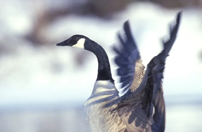 Framed Print : Canada Goose Print - Branta canadensis Framed Print : Canada Goose Print - Branta canadensis