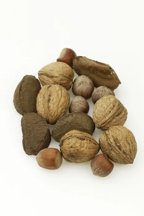 Framed Print : Brazil Nuts, Hazelnuts and Walnuts Print Framed Print : Brazil Nuts, Hazelnuts and Walnuts Print