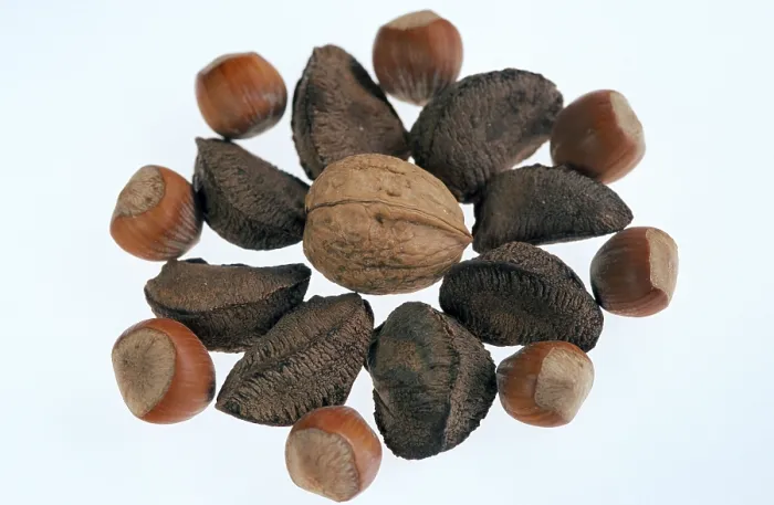 Framed Print : Brazil Nuts, Hazelnuts and Walnuts Print Framed Print : Brazil Nuts, Hazelnuts and Walnuts Print