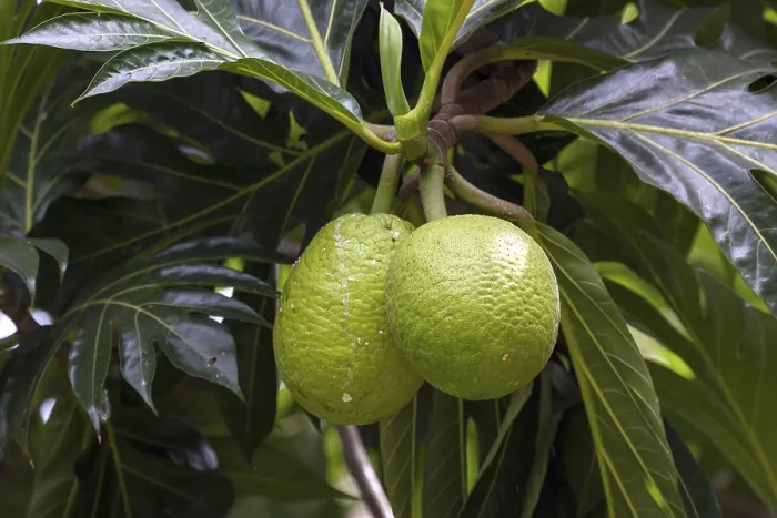 Framed Print : Breadfruit Print - La Digue Island, Seychelles Framed Print : Breadfruit Print - La Digue Island, Seychelles
