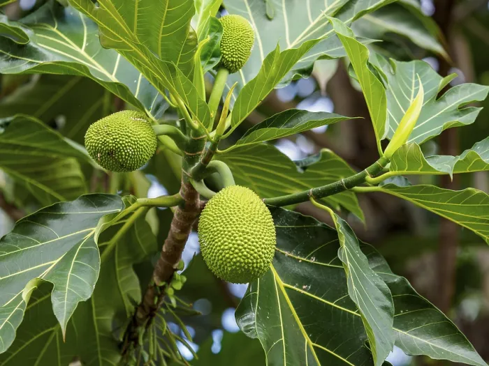 Framed Print : Breadfruit on the Breadfruit Tree Print, Sulawesi, Indonesia Framed Print : Breadfruit on the Breadfruit Tree Print, Sulawesi, Indonesia