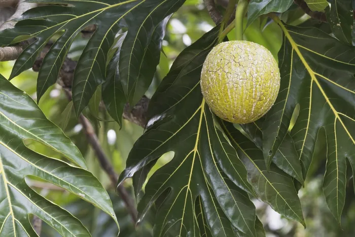 Framed Print : Breadfruit Tree Print, Mahe Seychelles Framed Print : Breadfruit Tree Print, Mahe Seychelles