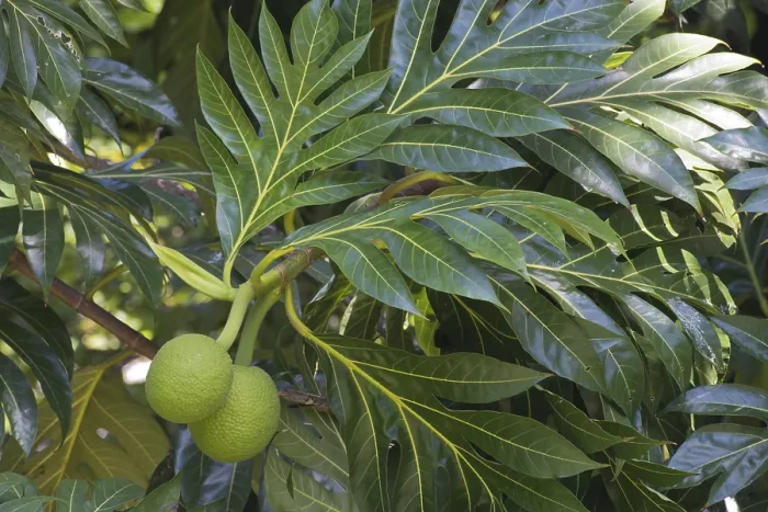 Framed Print : Breadfruit Tree Print, Mahe Seychelles Framed Print : Breadfruit Tree Print, Mahe Seychelles