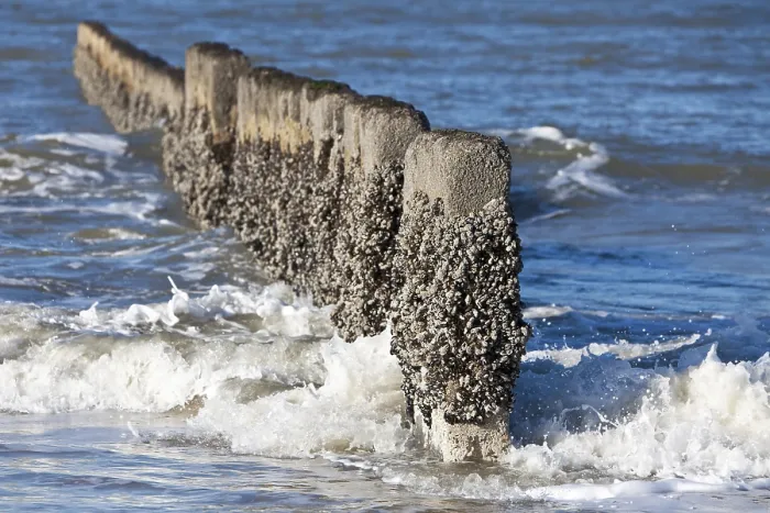 Framed Print : Breakwaters at the Beach Print, Kampen, Sylt, Germany Framed Print : Breakwaters at the Beach Print, Kampen, Sylt, Germany