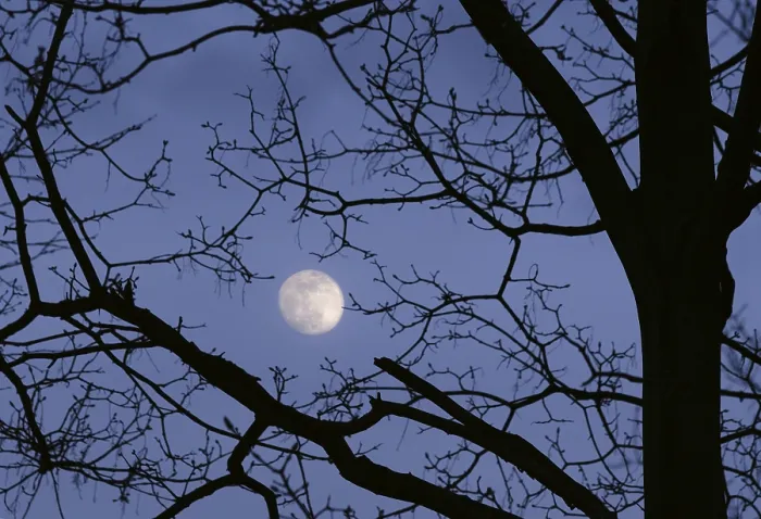 Framed Print : Full Moon Shining Through Tree Branches Print Framed Print : Full Moon Shining Through Tree Branches Print