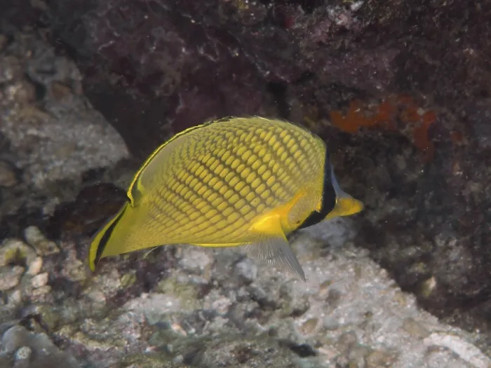 Framed Print : Large-scaled butterflyfish Print Framed Print : Large-scaled butterflyfish Print
