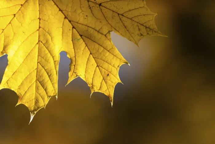 Framed Print : Bright Yellow Maple Leaf Print, Autumn in Cologne, Germany Framed Print : Bright Yellow Maple Leaf Print, Autumn in Cologne, Germany