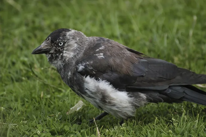 Framed Print : Brindled Western Jackdaw Print on Grass Framed Print : Brindled Western Jackdaw Print on Grass