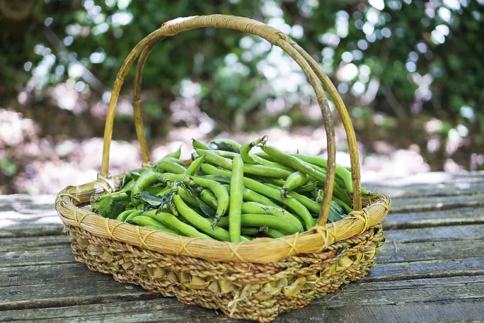 Framed Print : Broad Bean in Basket Print Framed Print : Broad Bean in Basket Print