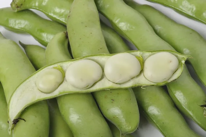 Framed Print : Broad Beans Print - White Background Studio Shot Framed Print : Broad Beans Print - White Background Studio Shot