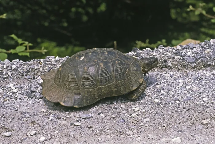 Framed Print : Broad-range turtle Print, Testudo marginata Framed Print : Broad-range turtle Print, Testudo marginata